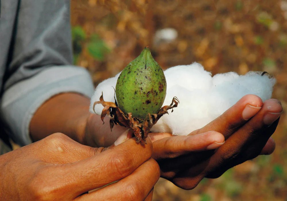 Ce este bumbacul organic si de ce sa-l alegem? - Memorabil